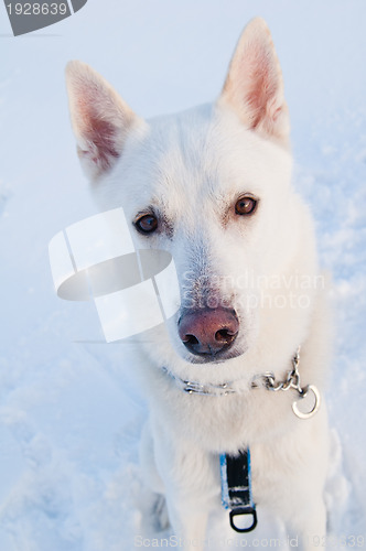 Image of Portrait of a white dog in winter in a wood