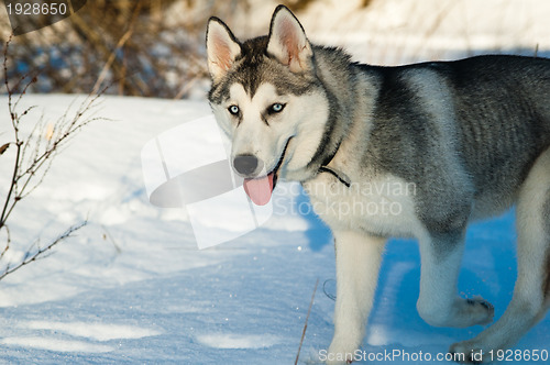 Image of Portrait of a dog in winter in a wood