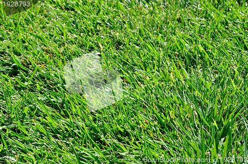 Image of Green Grass