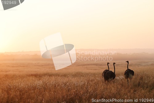 Image of Three Ostriches