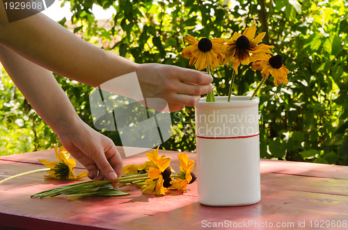 Image of Woman hands put rudbekia flowers in white vase 