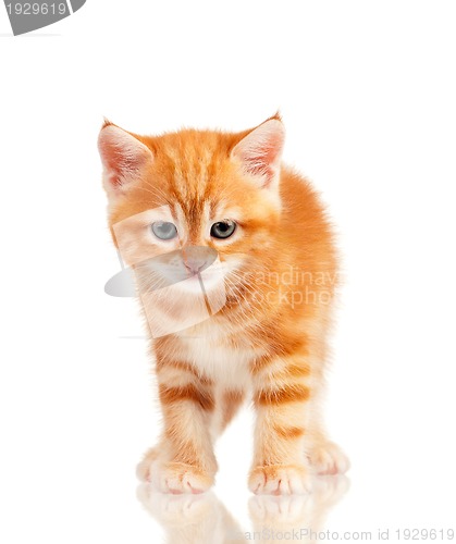 Image of Red kitten