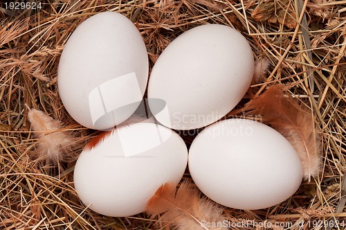 Image of Eggs in nest