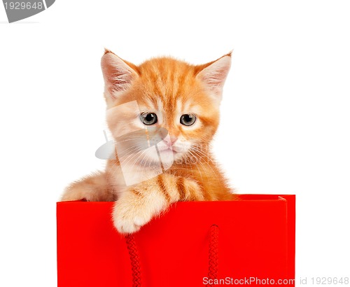 Image of Red kitten