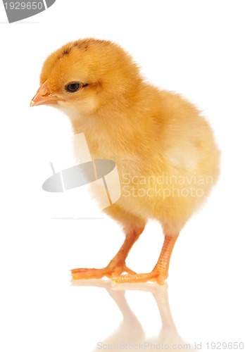 Image of Little chicken