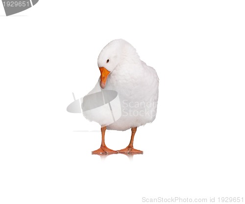 Image of Domestic goose