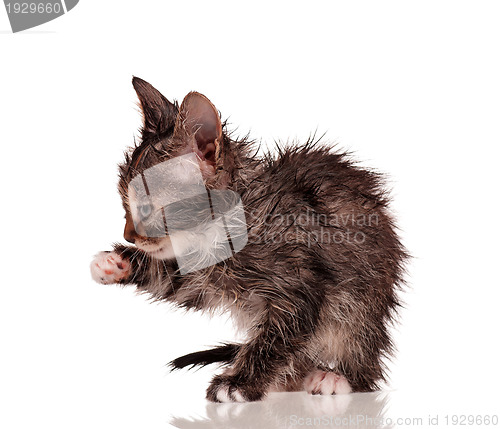 Image of Wet kitten