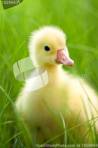 Image of Domestic gosling