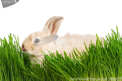 Image of Rabbit in grass