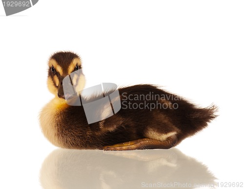 Image of Domestic duckling