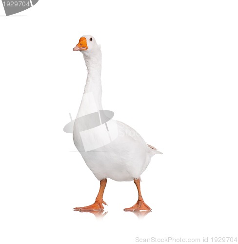 Image of Domestic goose