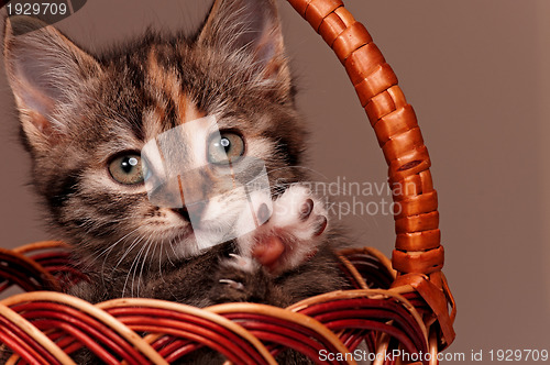 Image of Cute kitten