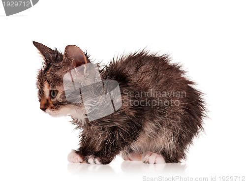 Image of Wet kitten