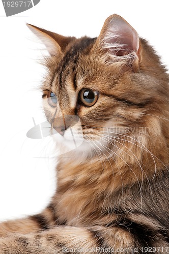 Image of Portrait of cat