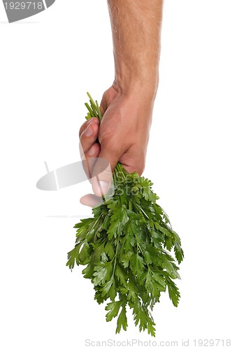 Image of Hand with parsley