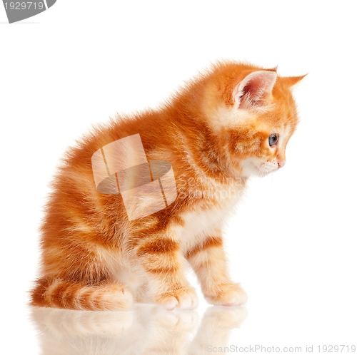 Image of Red kitten