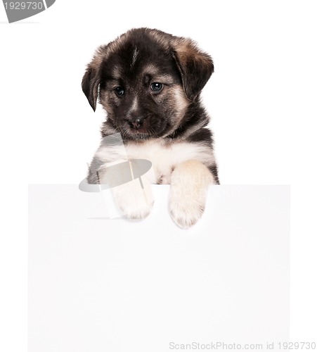 Image of Puppy with paper