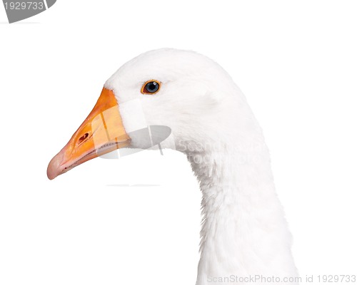 Image of Domestic goose