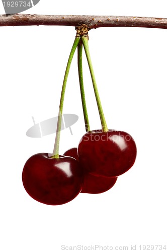 Image of Sweet cherries