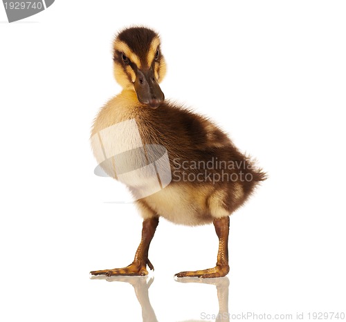 Image of Domestic duckling