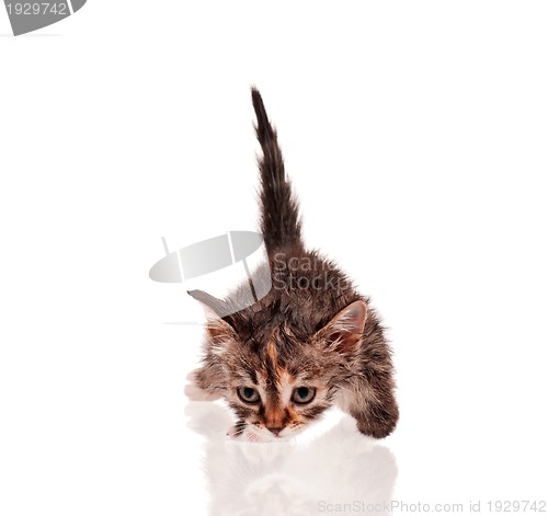 Image of Wet kitten