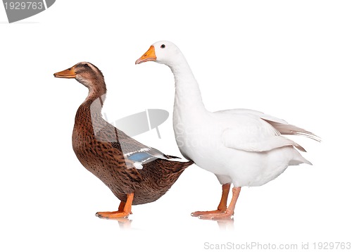 Image of Duck and goose