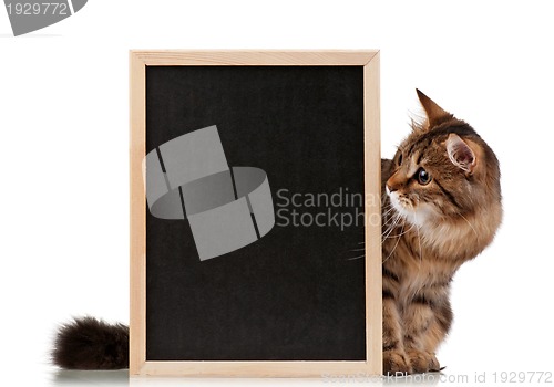 Image of Cat with blackboard