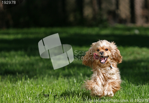 Image of Cocker spaniel