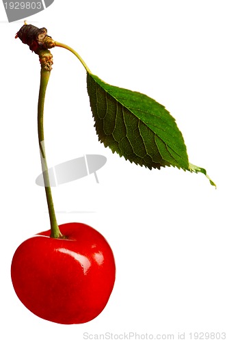 Image of Sweet cherries