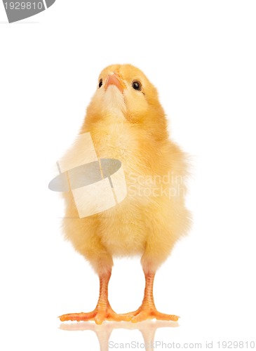 Image of Little chicken