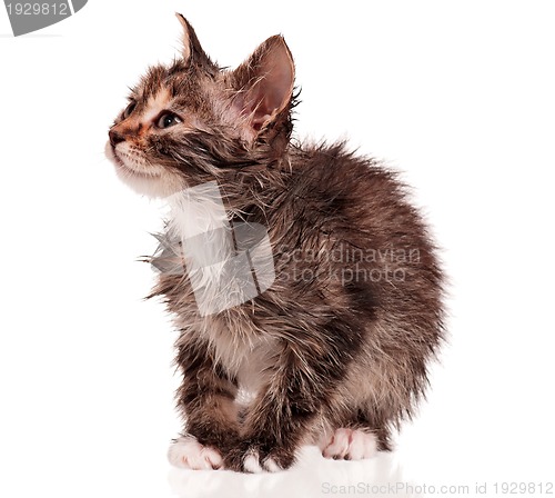 Image of Wet kitten