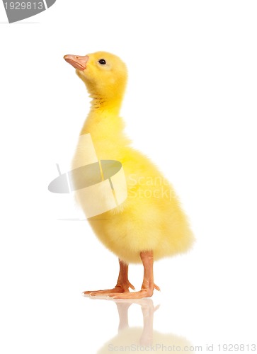 Image of Domestic gosling