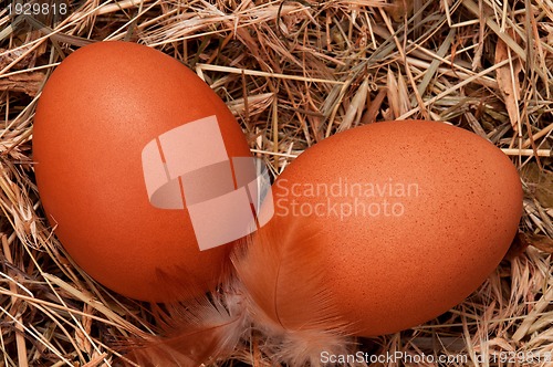 Image of Eggs in nest