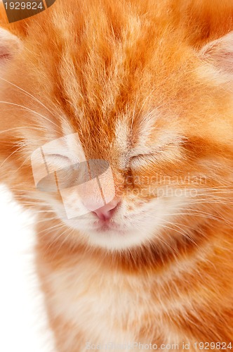 Image of Red kitten