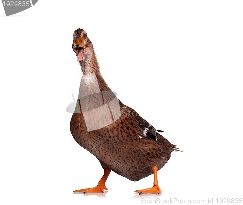 Image of Domestic duck