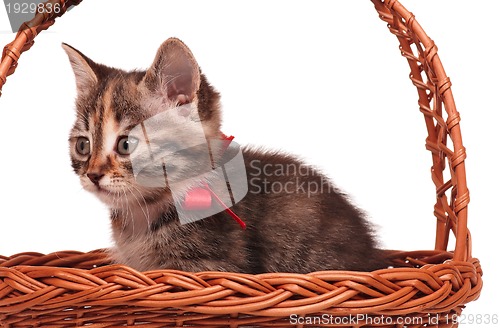 Image of Cute kitten