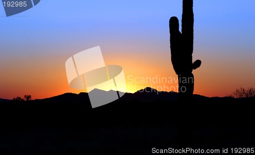 Image of Saguaro