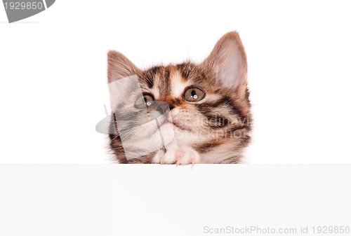 Image of Kitten with blank