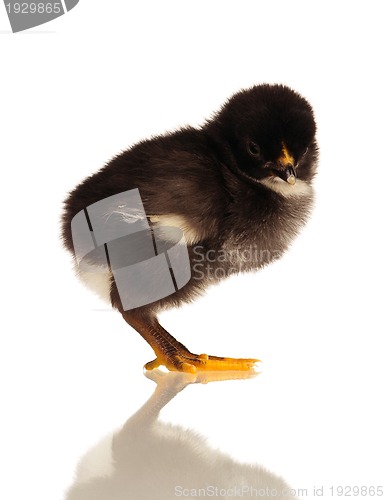 Image of Little chicken