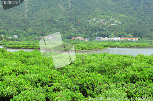 Image of Red Mangrove wood in Hong Kong , Tai o