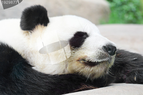 Image of Sleeping Panda