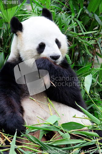 Image of Giant panda eating bamboo