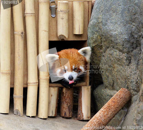 Image of red panda