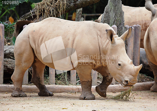 Image of rhino