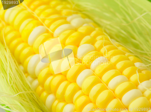 Image of corn cob