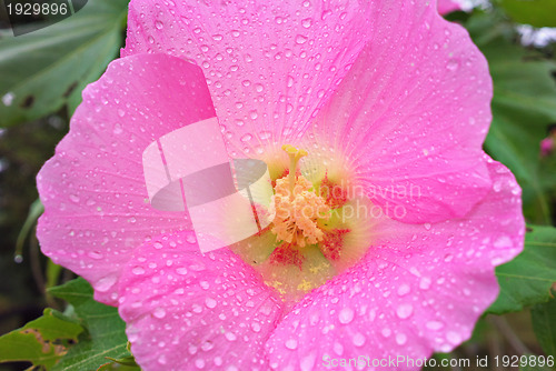 Image of pink flower with waterdrop