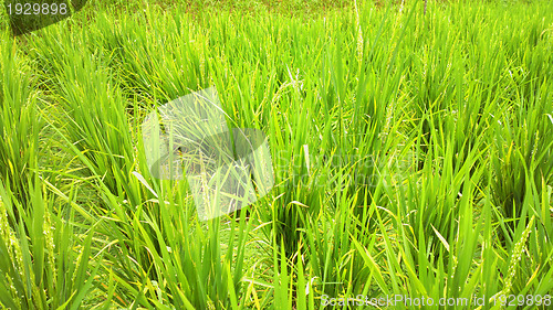 Image of rice field