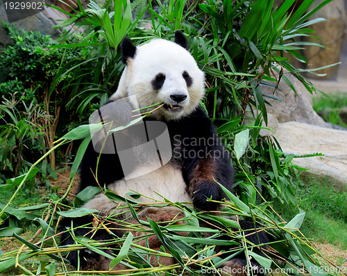 Image of Giant panda eating bamboo