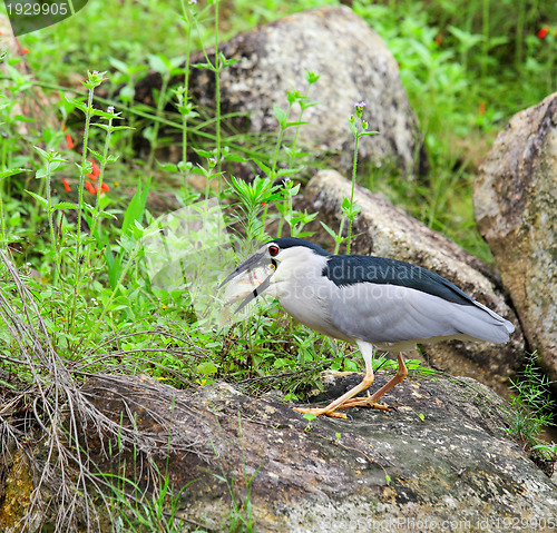 Image of bird eating fish