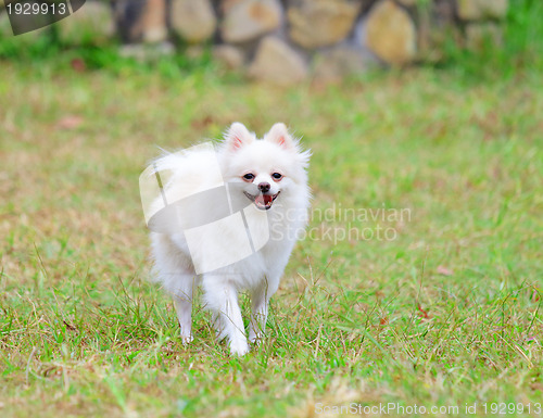 Image of white pomeranian dog